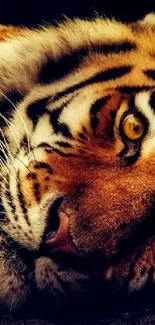 Close-up of a tiger's face with striking orange and black stripes.