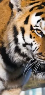 Close-up of a majestic tiger in vibrant detail.