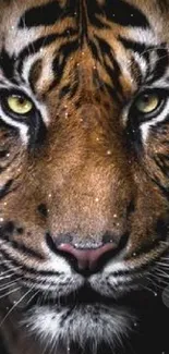 Close-up image of a tiger with striking eyes for a mobile wallpaper.