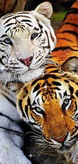 Majestic white and orange tiger duo in natural habitat.