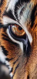Close-up of a tiger's piercing eye displaying vibrant fur patterns.