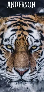 Close-up of a tiger face with striking eyes.