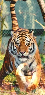 Majestic tiger walking in a lush forest with vibrant green hues.