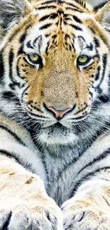 Close-up of a majestic tiger with striking stripes on a phone wallpaper.