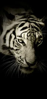 Majestic tiger face on a black background wallpaper.