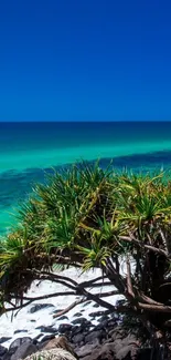 Mobile wallpaper featuring tropical beach with blue skies and lush greenery.