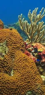 Vibrant underwater coral reef scene with diverse marine life.