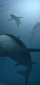 Underwater scene with sharks swimming over a sunken plane.