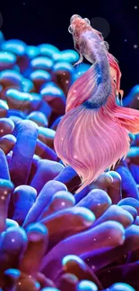 Vibrant beta fish swimming in a colorful underwater scene.