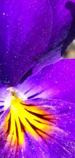 Close-up of a vibrant purple and yellow flower on a mobile wallpaper.