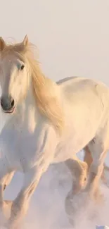 White horse running through snowy landscape wallpaper.