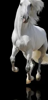 Stunning white horse on black background wallpaper.