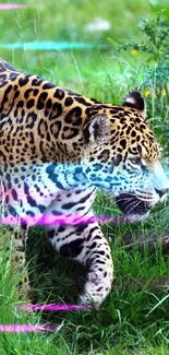 Majestic jaguar strolling through lush green grass in the wild.