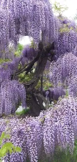 Lavender wisteria blooms cascading from a tree in a tranquil garden setting.