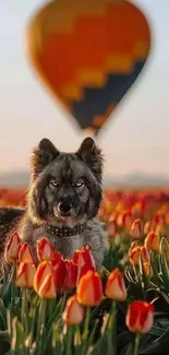 Wolf in tulip fields with hot air balloon in background.