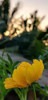 Yellow flower with green leaves in sunset backdrop.