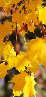 Mobile wallpaper featuring yellow autumn leaves against a blurred background.