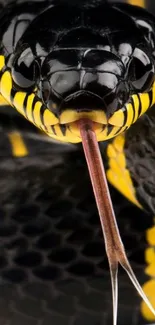 Close-up of yellow-banded snake with detailed texture and vivid colors.