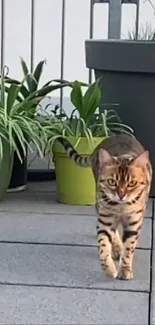 Bengal cat walking in a modern garden with plants and pots.