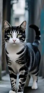 Stylish black and white cat in urban alley with graffiti.