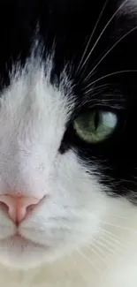 Close-up of a black and white cat with green eyes, perfect for wallpapers.