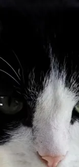 Close-up of a black and white cat with striking green eyes.