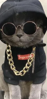 Cool cat in hoodie with sunglasses and gold chain.