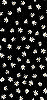 Daisy pattern wallpaper with white flowers on a black background.