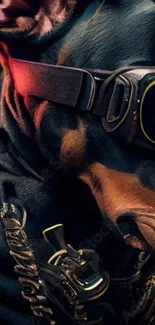 Doberman wearing stylish sunglasses and accessories, close-up portrait.