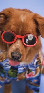 Cute dog wearing red sunglasses and a vibrant shirt.