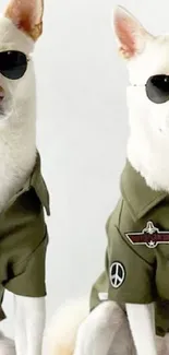 Two dogs in olive green aviator jackets wearing sunglasses.