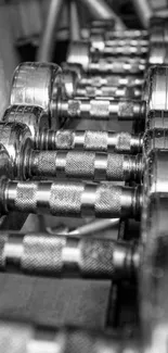 Black and white dumbbells neatly lined up on racks.