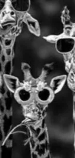 Three giraffes in sunglasses, black and white wallpaper.