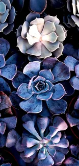 Purple and blue succulent plant phone wallpaper.