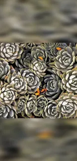 Aesthetic mobile wallpaper of green succulents creating a natural pattern.