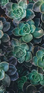 Close-up of green succulent plants creating a lush, natural pattern for mobile wallpaper.