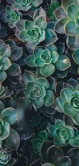 Vibrant succulent plant wallpaper in shades of green and teal for mobile screens.