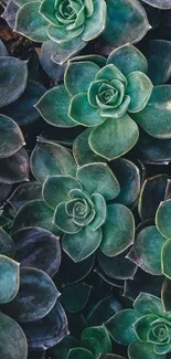 Close-up of green succulent plants wallpaper.