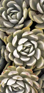 Close-up succulent plant wallpaper in soothing green tones.