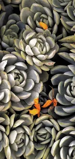 Wallpaper of clustered green succulents creating a calming natural texture.