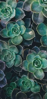 Vibrant succulent plants close-up in lush green hues.