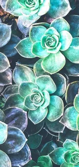 Vibrant teal succulent plant wallpaper design.