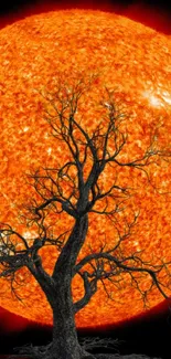 Black tree silhouette in front of a bright orange sun.