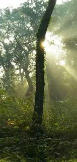 Sunlight filters through dense forest creating a tranquil scene.