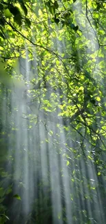 Sunlight streaming through green forest leaves.