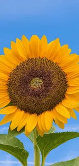 Vibrant sunflower with green leaves against a clear blue sky.