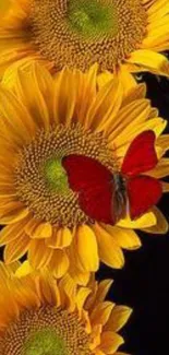 Yellow sunflowers and red butterfly on black background wallpaper.