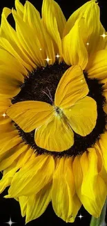 Close-up of a yellow sunflower with a butterfly on black background.