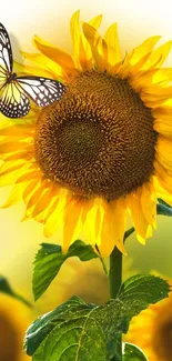 Sunflower mobile wallpaper with butterfly.