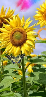 Vibrant sunflower with butterfly under blue sky.